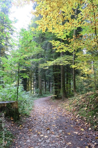 Dieser Wanderweg verbindet den Oberstaufener Ortsteil Steibis mit den Buchenegger Wasserfällen am Fluss Weißach. Es ist Herbst und manche Blätter der Bäume sind gelb verfärbt.