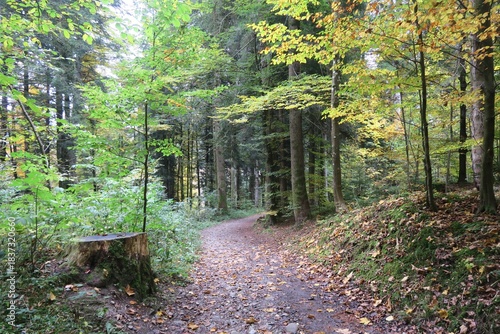 Dieser Wanderweg verbindet den Oberstaufener Ortsteil Steibis mit den Buchenegger Wasserfällen am Fluss Weißach. Es ist Herbst und manche Blätter der Bäume sind gelb verfärbt.