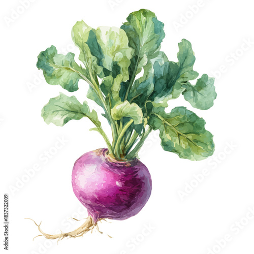 Fotografía Watercolor illustration of Turnip, vector artwork, isolated on white background