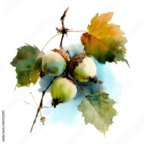 Wild Hazelnut, watercolor illustration, vector style, isolated on a white background.