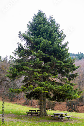 Large Evergreen Tree with Picnic Tables in a Park