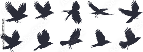 Flying bird silhouette collection, black winged shapes, avian motion icons, flight posture design, cartoon bird graphics, nature illustration