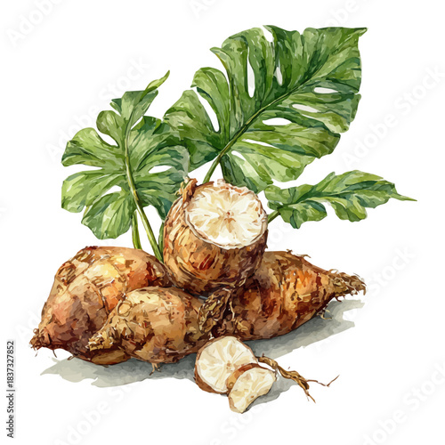 Wild Yam, watercolor illustration, vector style, isolated on a white background.
