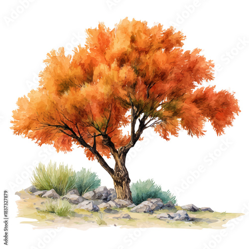 Tamarisk Tree in watercolor style, vector illustration, isolated on white background.