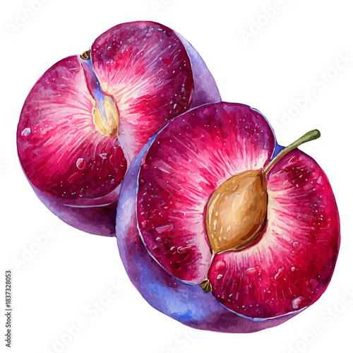 Watercolor painting of Plum Slices, vector illustration, isolated on white background.