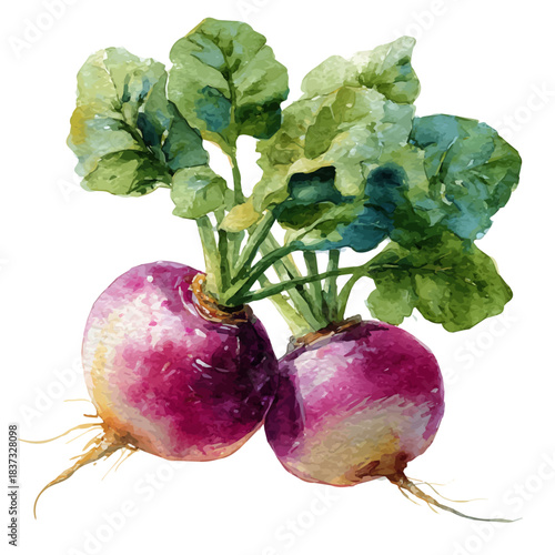 Obraz na plátne A watercolor painting of Turnip, vector illustration on white background