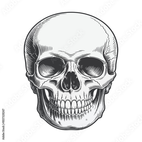 Engraved human skull illustration, front view