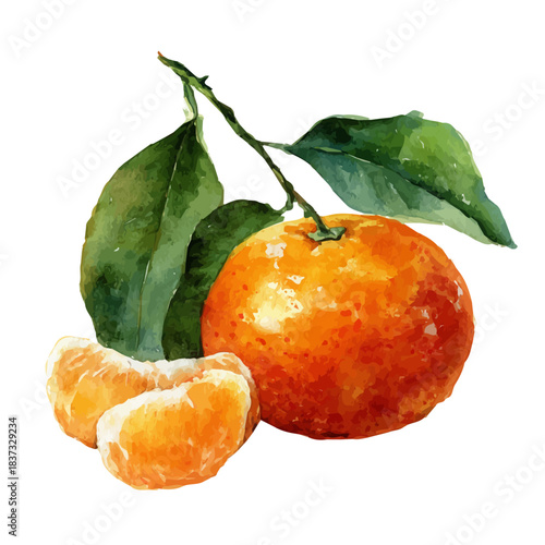 Tangerine, watercolor painting, vector illustration, isolated on a white background.