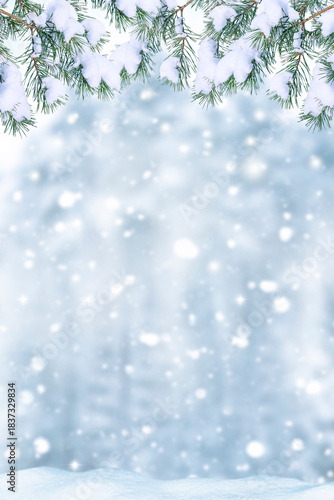 Vertical. Snowy landscape. pine trees in a winter forest.