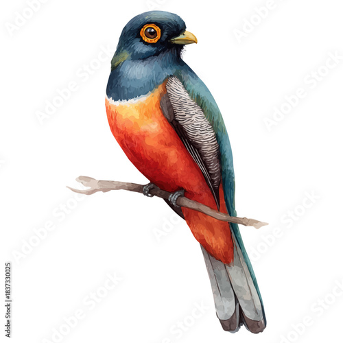 Trogon, watercolor illustration, vector style, isolated on a white background.