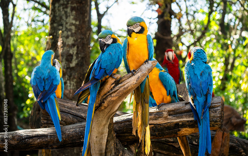 Принти на полотні A vibrant group of Blue-and-yellow Macaws (Ara ararauna) gathers on a wooden per