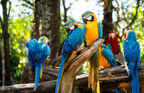 A vibrant group of Blue-and-yellow Macaws (Ara ararauna) gathers on a wooden perch, their bright plumage glowing in the forest light as they interact and preen