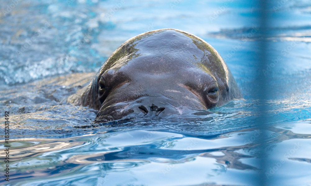 Obraz premium seal in water