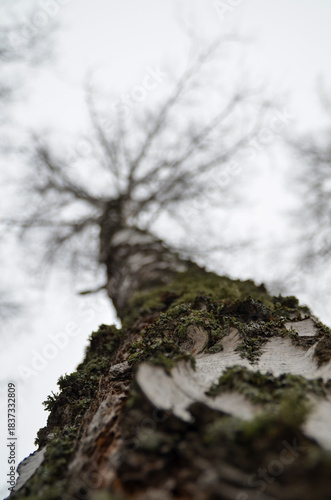 Wallpaper Mural tree in the forest Torontodigital.ca
