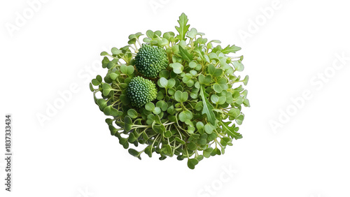 Microgreens and Broccoli Florets on White Background