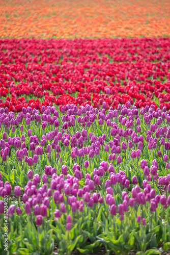 Wallpaper Mural Tulip field flowers. Torontodigital.ca
