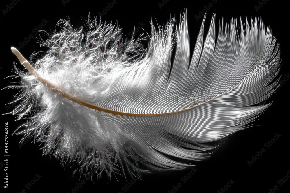 Obraz premium A single white feather isolated on a black background