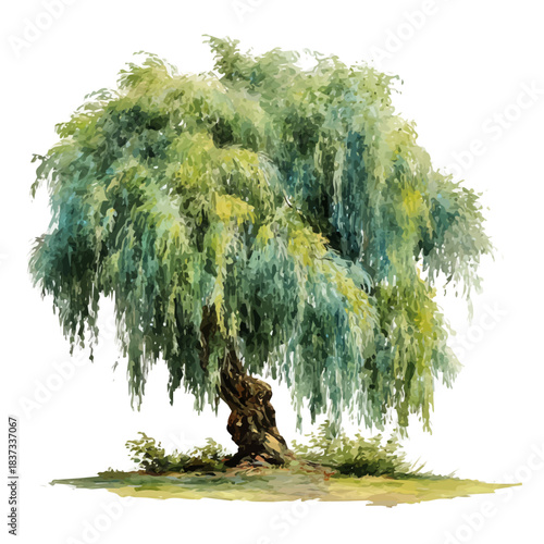 Watercolor vector illustration of Weeping Willow Tree, isolated on white background.