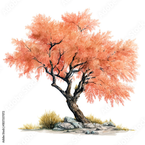 Watercolor illustration of Tamarisk Tree, vector artwork, isolated on white background.