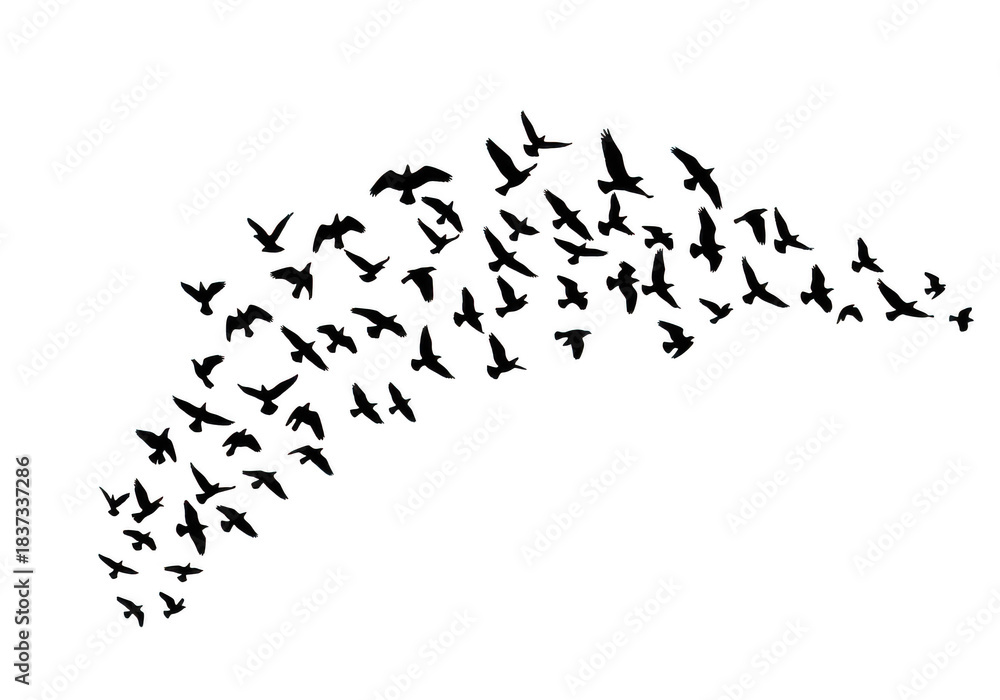 Obraz premium Flock of white outline birds flying isolated on transparent background for nature and freedom themes
