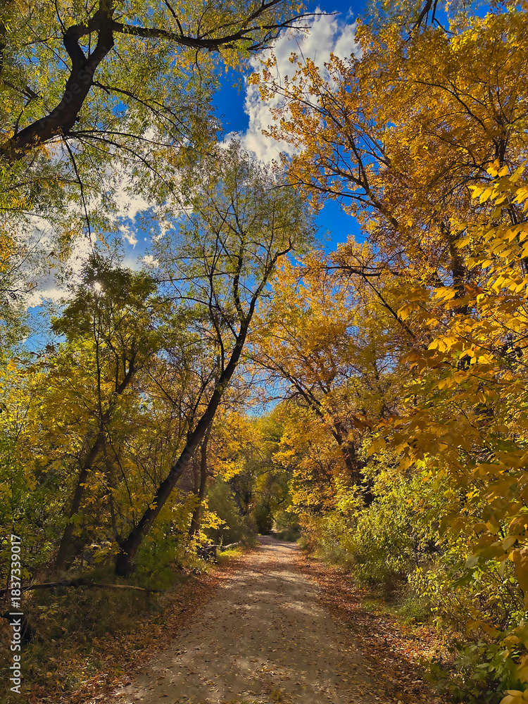 Fototapeta premium Wooded path in autumn