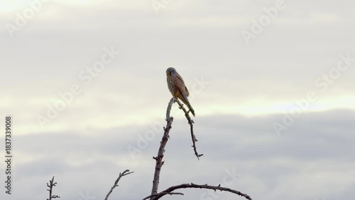 Common kestrel (Falco tinnunculus) sitting in a tree during winter season. Beautiful hunting bird in Germany. It is observing the environment from above.