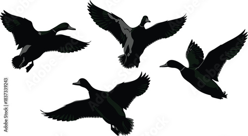 Flying duck, bird silhouette, wildlife vector, wing spread, nature icon, black outline, animal motion, duck in flight, feather detail, clipart