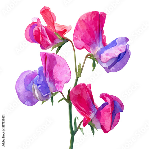 Sweet Pea Flower in watercolor painting style, vector illustration on white background.