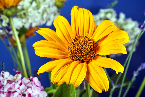 Close-up of blooming gaillardia flowers on a blue background
