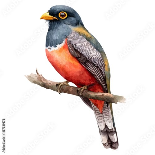 Trogon in watercolor style, vector illustration, isolated on white background.