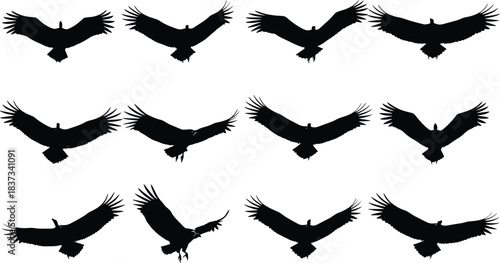Collection of flying eagle and vulture bird silhouettes with spread open wings for nature design vector
