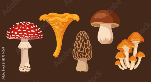 Colorful mushroom collection on dark background: amanita, chanterelle, morel, porcini, honey fungus