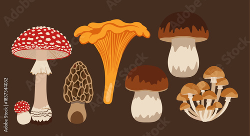 Colorful mushroom collection: various edible and wild fungi