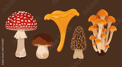 Variety of mushrooms on dark background: colorful fungus collection