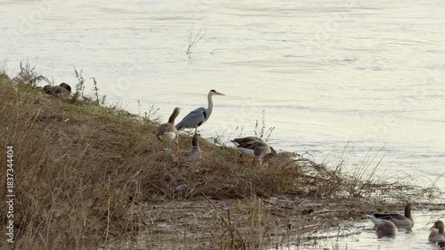 A group of greylag gooses (Anser anser) and a grey heron (Ardea cinerea) at the shoreline of a river in Germany. Animal wildlife in the environment during Winter season.