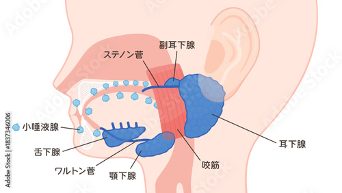唾液腺のイラスト_詳しい名前あり