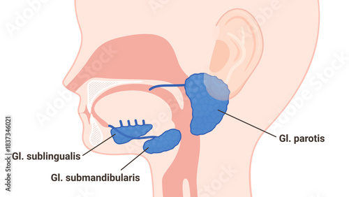 唾液腺のイラスト_耳下腺と顎下腺と舌下腺_英語で名称