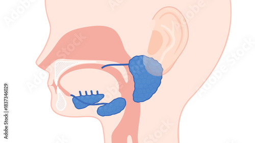 唾液腺のイラスト_名前なし