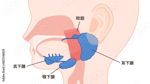 唾液腺のイラスト_耳下腺と顎下腺と舌下腺と咬筋