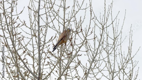 Common kestrel (Falco tinnunculus) sitting in a tree during winter season. Beautiful hunting bird in Germany. It counterbalances the movement of the tree with its head. Animal looking at camera.