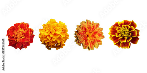 set of  chrysanthemum marigold flowers 