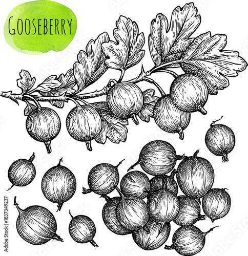 Gooseberries branch and berries ink sketch.