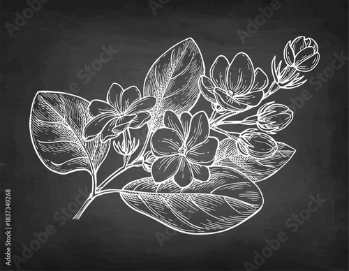 Jasmine Sambac Maid of Orleans branch chalk sketch