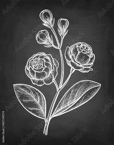 Jasmine Sambac Grand Duke of Tuscany chalk sketch.