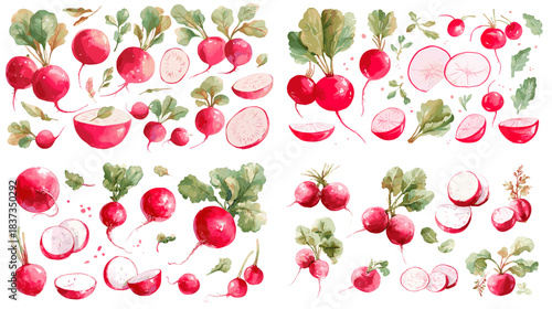 Watercolor illustration set of fresh radishes with leaves, slices, and whole roots. Perfect for food packaging, farm designs, recipe artwork, botanical prints, and organic vegetable graphics.