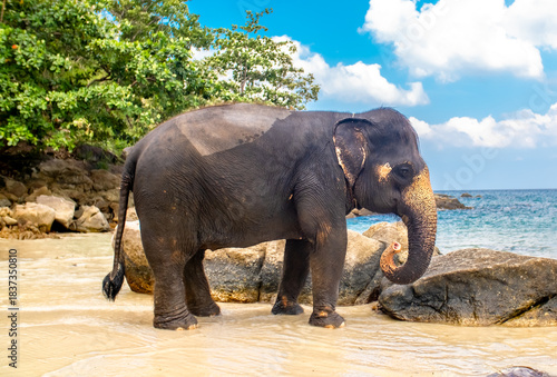 Photography Elephants walk along the seashore