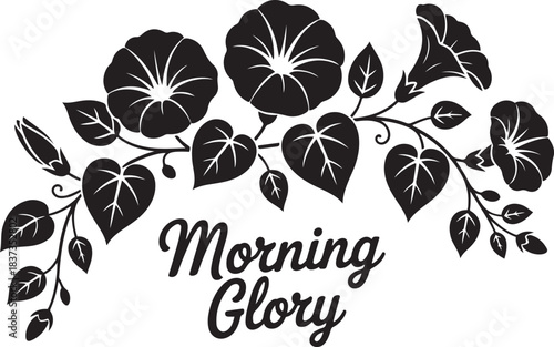 morning glory, the September birth month flower, with blooms, leaves, and vines in a decorative floral. Vector black silhouette. with white background