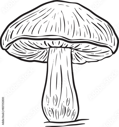 A Fungi Mushroom or Toadstool Vector Illustration Cartoon Wild