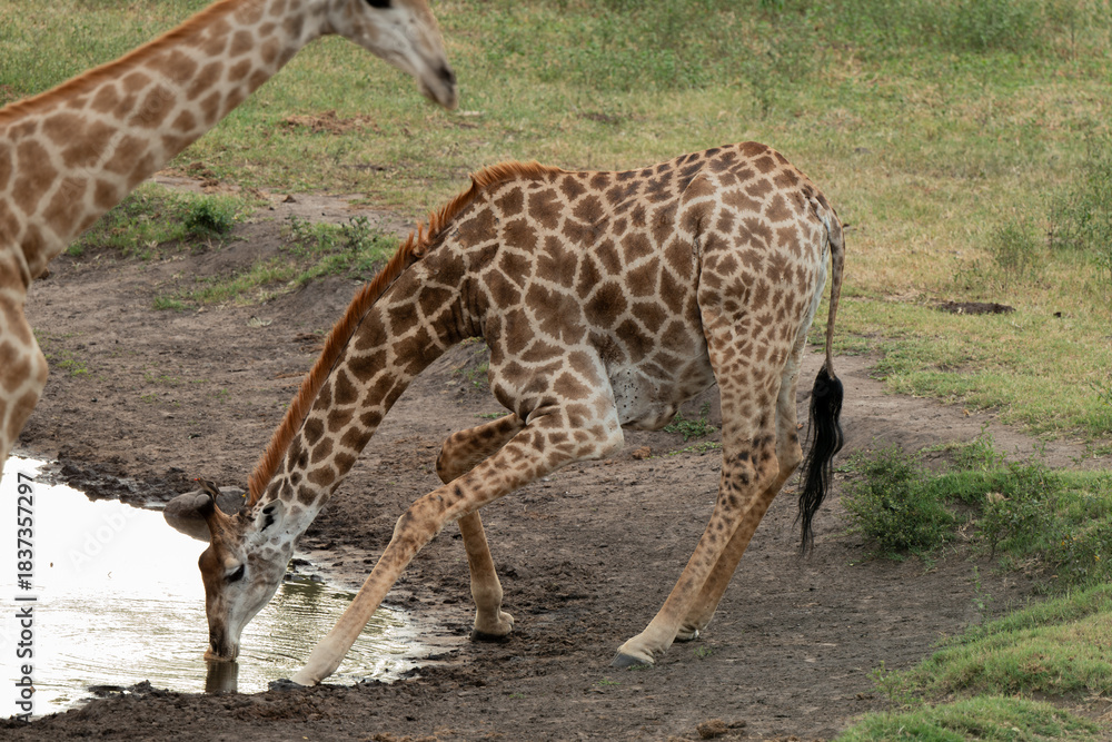 Obraz premium Girafe du Cap