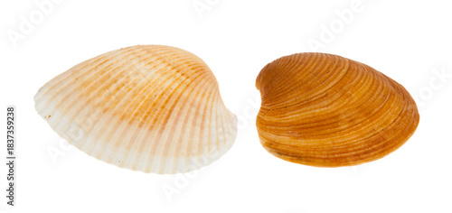 Seashells isolated on white background.